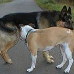 Почему собаки нюхают друг у друга под хвостом?