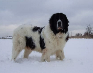 Болгарская овчарка в снегу