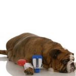 Сердечная недостаточность у собаки: симптомы и лечение