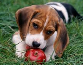 Яблоки собакам