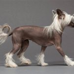 Китайская хохлатая собака: описание, характеристика, фото