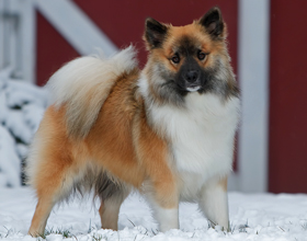 Исландская собака