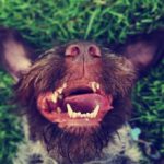Почему у собаки пахнет тухлятиной изо рта и что делать