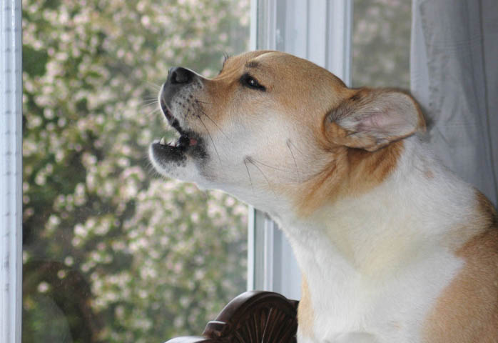 Собака лает в окно
