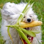 Кукуруза для собак: можно ли давать, польза и вред