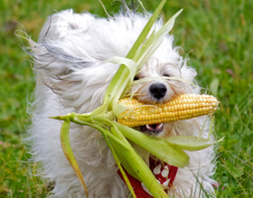 Кукуруза для собак