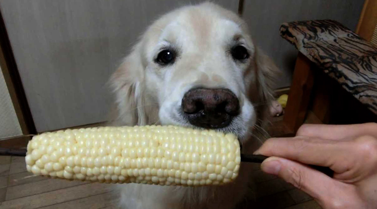 Собака кушает кукурузу