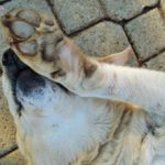 Почему собаки дергают лапой, когда их чешешь?