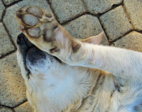 Почему собаки дергают лапой, когда их чешешь