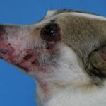 Дерматит у собаки: симптомы, лечение, фото