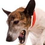 Питомниковый кашель у собак: cимптомы и лечение