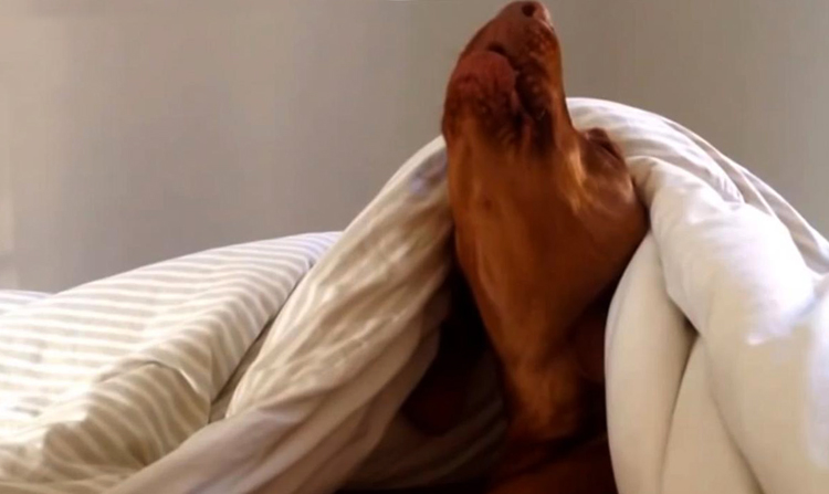 Собака скулит под одеялом