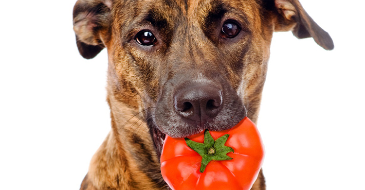 Собака с помидором во рту