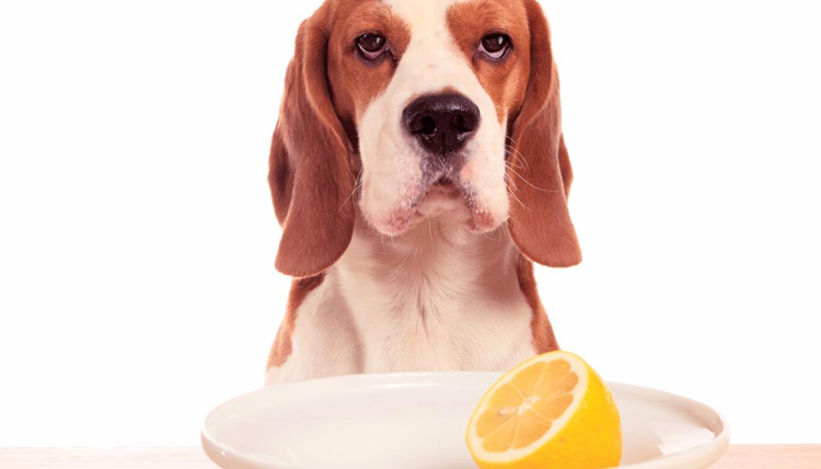 Собака и лимон