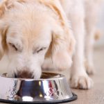 Когда нужно кормить собаку (до или после прогулки)