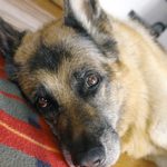 Инсульт у собаки: признаки, симптомы лечение