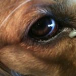 У собаки гноится глаз: что делать, чем и как лечить