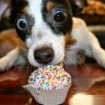 Сладкое собакам: можно ли и как правильно давать