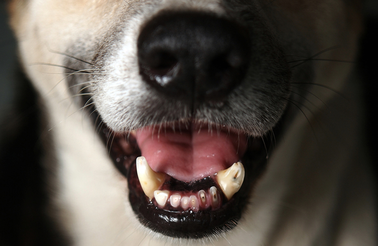 Собачий рот