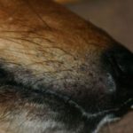 Можно ли стричь усы собаке?