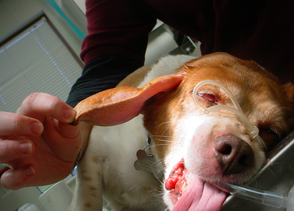 Операция при гематоме у собаки