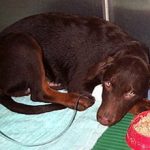 Парвовирусный энтерит у собак: симптомы, лечение и профилактика