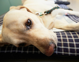 Лямблии у собак: симптомы и лечение