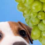Можно ли давать виноград собаке