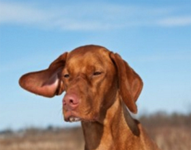 Гематома уха у собаки