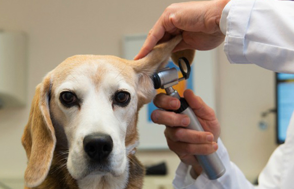 Диагностика уха собаки