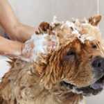 Можно ли мыть собаку человеческим шампунем?