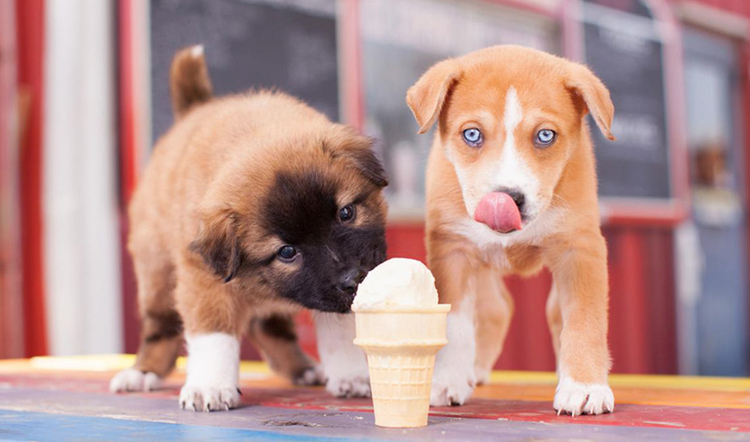Стаканчик с мороженным и собаки