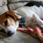Колит у собаки: признаки, симптомы и лечение