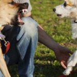 Как отучить собаку лаять на других собак