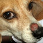 Дерматомикозы (лишай) у собак: признаки, фото и лечение (в домашних условиях)