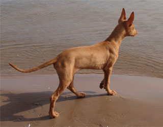 Фараонова собака рядом с водой