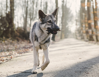 Волчья собака Сарлоса идет по дороге