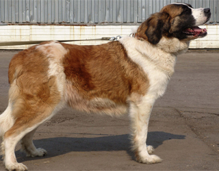 Московская сторожевая собака стоит