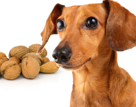 Орехи для собак
