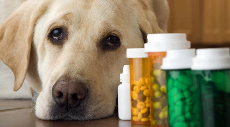 Обезболивающие таблетки собаке