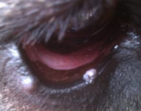 Папиллома на глазу у собаки