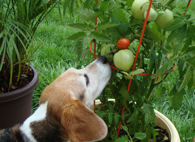Собака и несозревшие помидоры