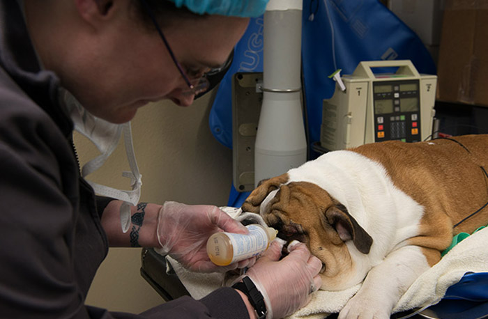 Лечение язвы роговицы у собаки