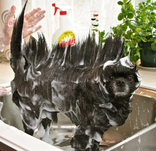Собака во время мытья