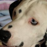 Ячмень на глазу у собаки: причины, симптомы и лечение