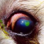 Язва роговицы глаза у собак: причины, лечение и что делать