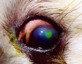 Язва роговицы глаза у собак