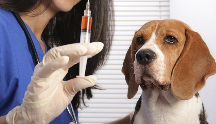 Лечение анемии у собаки