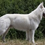 Белая швейцарская овчарка: описание породы и характера, фото