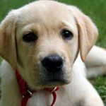 Анемия у собак: симптомы и лечение болезни
